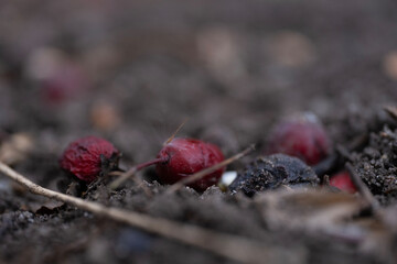 A close-up photograph of red berries lying on dark soil. The berries show signs of aging and decomposition, creating a raw and natural aesthetic.