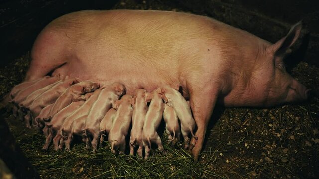 Newborn piglets nursing from sow resting on hay, depicting traditional farm environment and livestock breeding conditions
