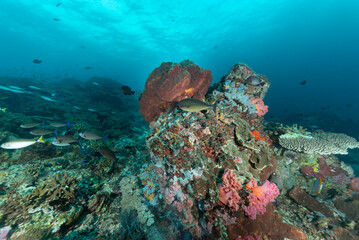 Reef con coralli duri e molli, spugne e pesci multicolore dell'isola Nusa Penida, Bali