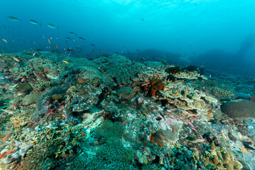 Reef con coralli duri e molli, spugne e pesci multicolore dell'isola Nusa Penida, Bali