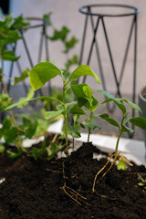 photo Vibrant Young Plant Saplings Show Healthy Growth with Rich Soil in Indoor Garden with Metal Stands for Greenery Enthusiasts and Home Horticulturists
