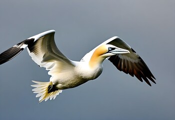 Obraz premium A view of a Gannet in Flight