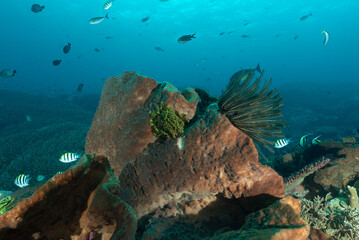 Reef con coralli duri e molli, spugne e pesci multicolore dell'isola Nusa Penida, Bali © Massimo
