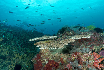 Reef con coralli duri e molli, spugne e pesci multicolore dell'isola Nusa Penida, Bali