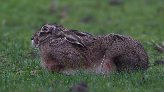 A European hare (Lepus europaeus) lying in a meadow in winter.