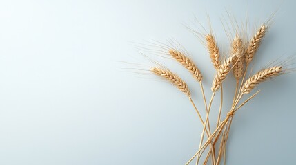 Obraz premium A close-up of a wheat stalk on a light blue background with space in the middle