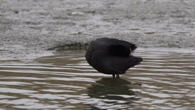  A Eurasian coot (Fulica atra) preening its feathers while standing on a mudbank