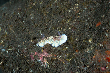 Goniobranchus hintuanensis mollusco nudibranchio della famiglia Chromodorididae su sabbia vulcanica nera, Bali Indonesia