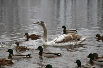 Swans and ducks swim in a winter pond.