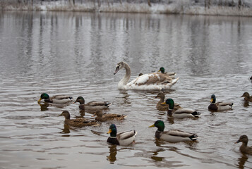 Swans and ducks swim in a winter pond.