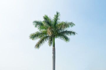 Obraz premium Palm tree isolated on light background on sunny day