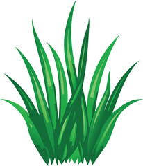 aloe vera plant isolated