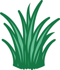 aloe vera plant isolated