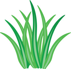 aloe vera plant isolated