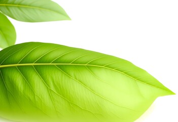 Obraz premium green leaf isolated on white background