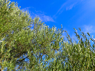 Organic ripe olives growing on olive tree with mediterranean coast background, black olive fruit on tree branch, healthy vegetarian food, Mediterranean olive trees in mountain with Mediterranean Sea.
