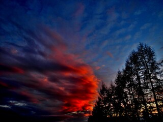 Fototapeta premium Dark blue sky with red clouds lit by sun during sunset and black Larches trees in winter season - colorful composition with burning sky effect. Topics: wallpaper, natural environment, hot color