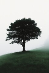 Obraz premium Solitary Tree in Misty Landscape