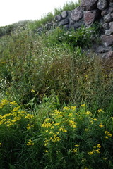 flowers in the forest