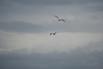 Two White-fronted terns (Sterna striata) flying over rippled sea water.Large copy space nature background.