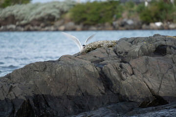 White-fronted tern (Sterna striata) landing in colony in Bluff, New Zealand. Terns nest on rocks in large colonies.
