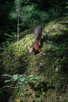 Fototapeta squirrel in the forest