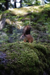 squirrel in the forest