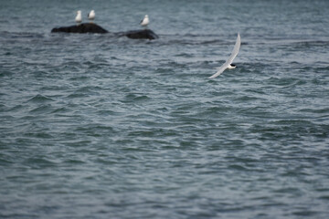 White-fronted tern (Sterna striata) flying in Bluff, New Zealand. Terns nest on rocks in large colonies.