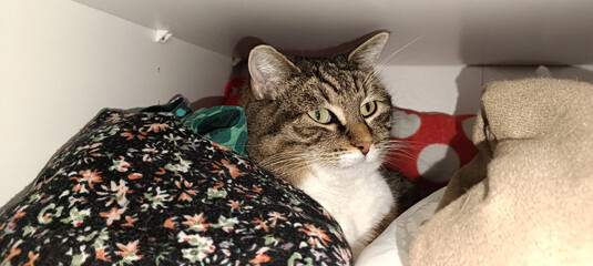 chat tigré caché dans une armoire à vêtements