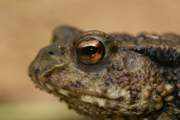 Closeup on a female of the European Common toad, Bufo bufo