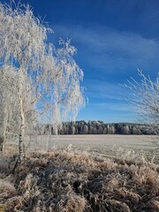 trees in winter