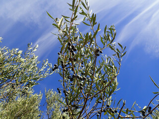Organic ripe olives growing on olive tree with mediterranean coast background, black olive fruit on...