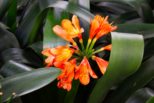 Clivia. Clivia miniata. Flores de colora&ccedil;&atilde;o laranja.