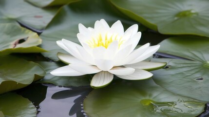white lotus flower resting gracefully on vibrant green lily pads in calm rippling water capturing peaceful purity and bright natural beauty concept of spa and horticulture
