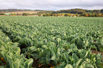 Cauliflower growing in a field in Scotland, UK	