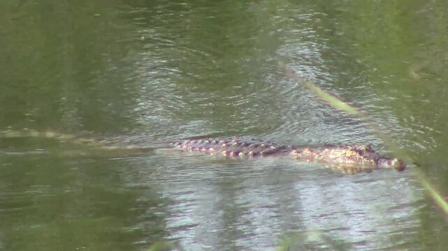 A crocodile swimming in the river in Chitwan national park in Nepal