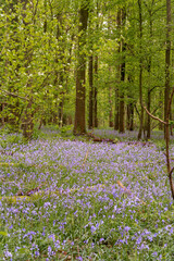 bluebells in the woods