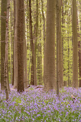 bluebells in the woods