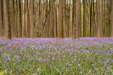bluebells in the woods