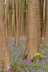 bluebells in the woods