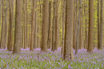 bluebells in the woods