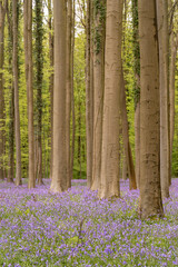 bluebells in the woods