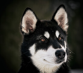 A close up view of a black and white Alaskan Malamute dog, with amber eyes and snowflakes on its fur. The background is dark and blurred.