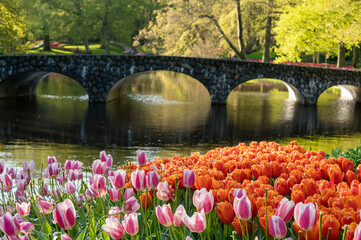 tulips in the bridge park