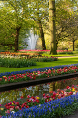 tulips in the spring park