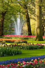 tulips in the spring park