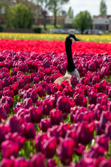 tulips in the garden duck