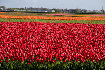 field of tulips