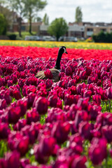 tulips in the garden duck