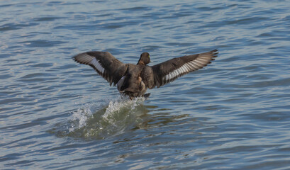 Greater Scaup In The Water